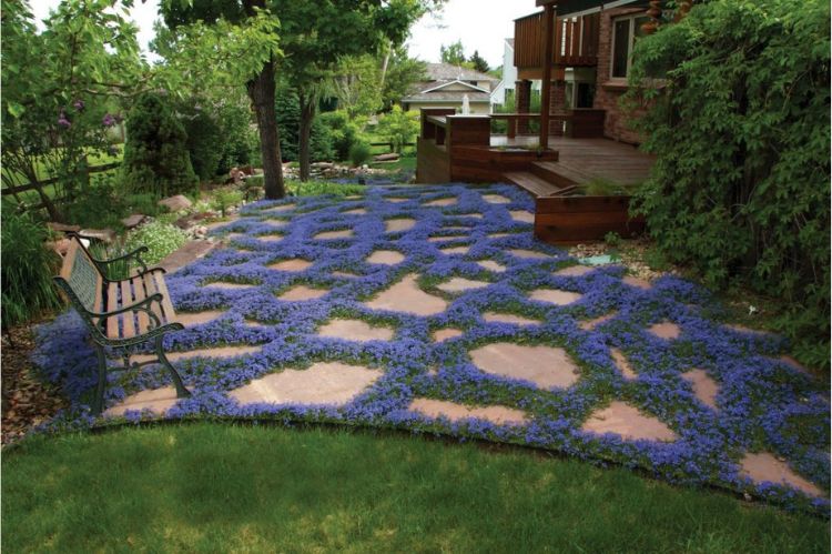 Ground Cover Landscaping Idea