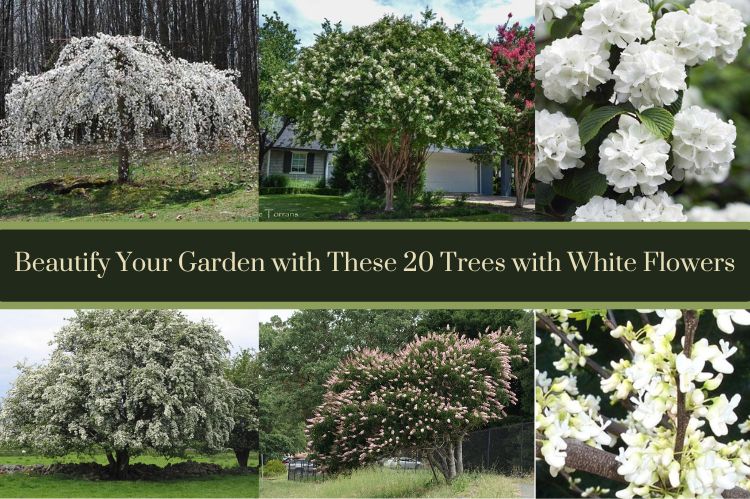 Szépítse kertjét ezzel a 20 fehér virágos fával