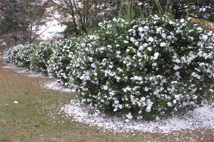 camellia japonica white tree