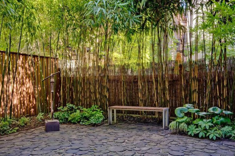 Bamboos are Evergreen - Privacy Screen Ideas for Patio